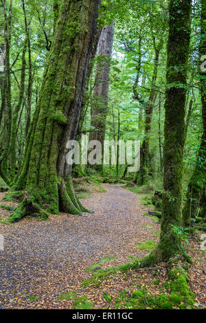 Path and moss covered trees through woodland of Lake Gunn Nature Walk in Fjordland New Zealand Stock Photo