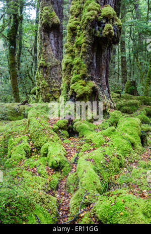 Moss covered trees and roots in woodland of Lake Gunn Nature Walk in Fjordland New Zealand Stock Photo