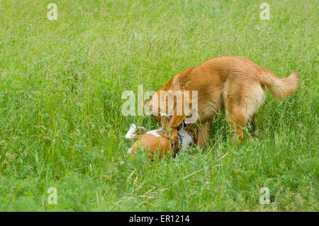 Two dogs fighting in spring grass Stock Photo