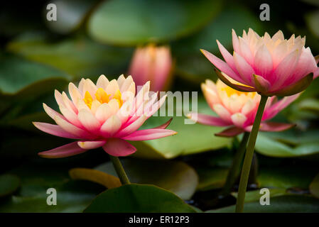 Waterlilies on a pond Stock Photo