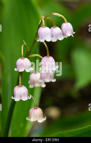 Pink tinged fragrant flowers of a form of the Lily of the Valley, Convallaria majalis 'Rosea' Stock Photo