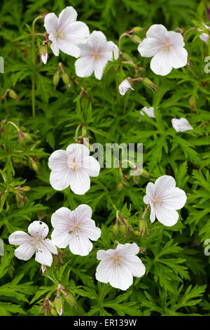 White flowers of the hardy geranium, Geranium clarkei 'Kashmir White' Stock Photo