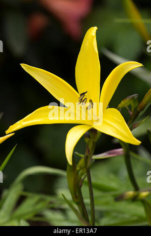 Brown backed yellow flower of the early blooming day lily, Hemerocallis dumortieri Stock Photo