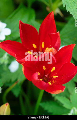 Flowers of the late blooming species tulip, Tulipa sprengeri Stock Photo