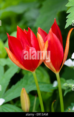 Flowers of the late blooming species tulip, Tulipa sprengeri Stock Photo