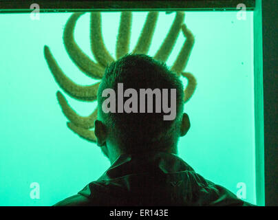 A man looks at a large many legged starfish in an New Zealand submarine observation window Stock Photo