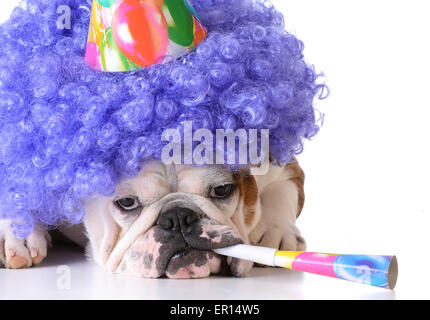 birthday dog - bulldog humanized as female with wig and hat blowing on horn Stock Photo