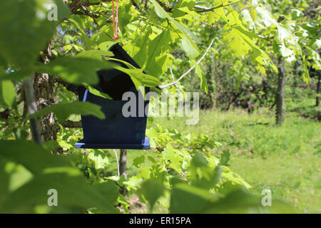 Visit the home of a bird in a tree blooming in spring a Canadian park Stock Photo
