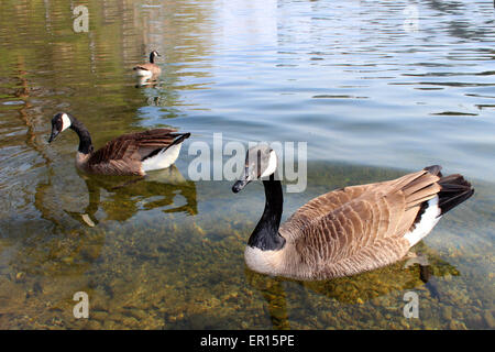 Three ducks swimming on Lake Ontario near tourists waiting for food in a Canadian spring Stock Photo