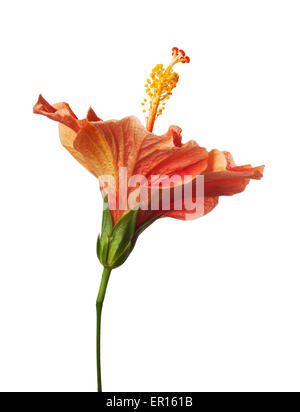 Yellow Orange Hibiscus Tropical Flower Isolated on White Stock Photo
