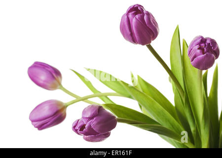 Tulips Violet Purple Tulip Flowers Isolated on White Stock Photo