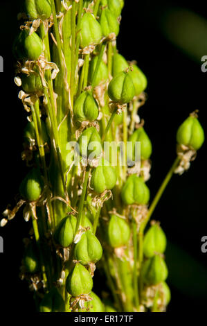 Beargrass in seed, Selway-Bitterroot Wilderness, Nez Perce National ...