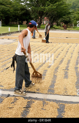 Men raking coffee beans drying in the sun at a coffee plantation near Matagalpa, Nicaragua Stock Photo