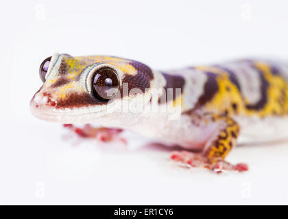 geek closeup on a white background Stock Photo