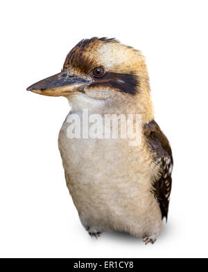 a kookaburra on a white background Stock Photo