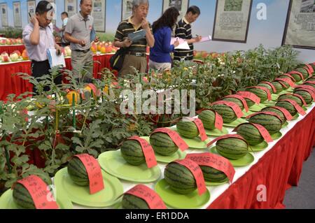 Beijing, China. 25th May, 2015. Judges evaluate the sweetness of watermelons during the 27th Daxing Watermelon Festival in Panggezhuang Township of Daxing District of Beijing, capital of China, May 25, 2015. Credit:  Gao Jianjun/Xinhua/Alamy Live News Stock Photo