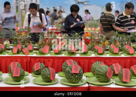 Beijing, China. 25th May, 2015. Judges evaluate the sweetness of watermelons during the 27th Daxing Watermelon Festival in Panggezhuang Township of Daxing District of Beijing, capital of China, May 25, 2015. Credit:  Gao Jianjun/Xinhua/Alamy Live News Stock Photo