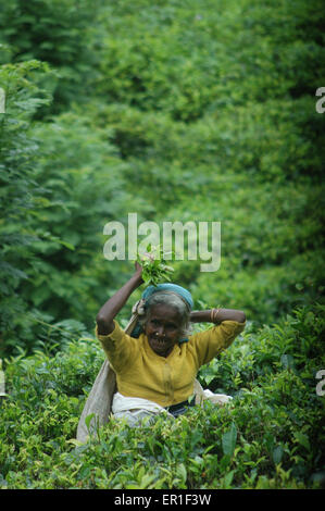 Kandy (Sri Lanka): a woman picking tea leaves in a plantation Stock Photo