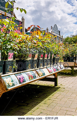 Garden Center Nursery Plants Displayed In Early Morning Light
