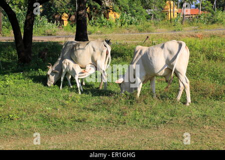 Brahman or Brahma a breed of Zebu cattle, Pasikudah Bay, Eastern Province, Sri Lanka, Asia Stock Photo