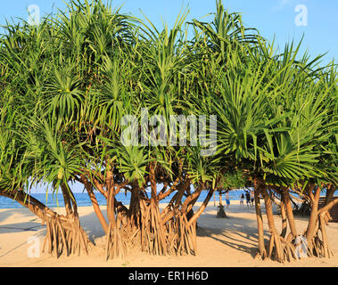 Pandanus palm trees growing on sandy beach, Nilavelli, Trincomalee, Sri Lanka, Asia Stock Photo