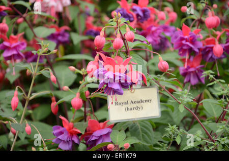 Fuchsia 'Royal Academy' inside the 'Grand Pavilion' at the 2015 RHS Chelsea Flower Show Stock Photo