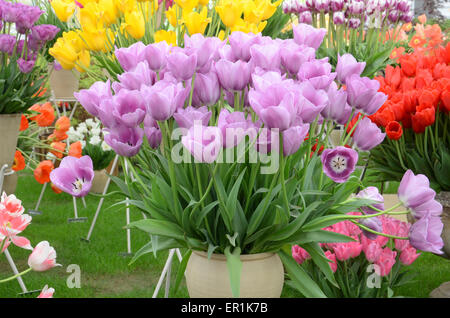 Purple tulips taking center stage inside the 'Grand Pavilion' at the 2015 RHS Chelsea Flower Show Stock Photo