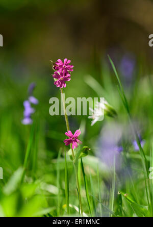 Red Campion Silene dioica Stock Photo