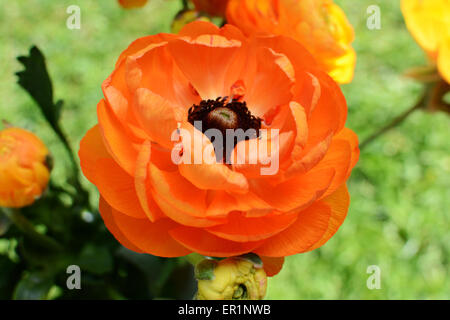 Orange ranunculus bloom against a green background Stock Photo