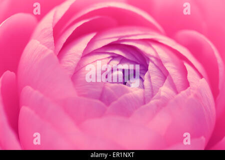 Pink ranunculus flower petals opening in macro Stock Photo
