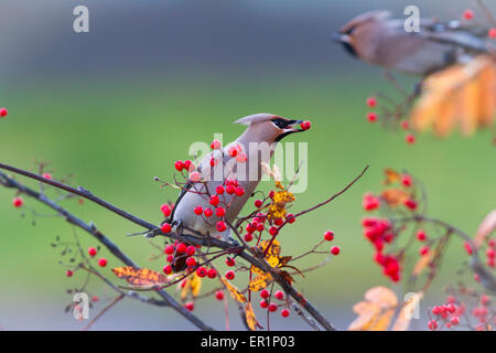 Waxwing, Bombycilla garrulus, sitting in a rowantree in autumn season and eating rowanberries and have on in his beak, Gällivare Stock Photo