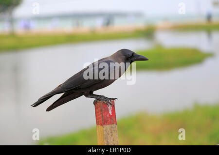 Grey-necked House Crow, Corvus splendens, perched on wooden fence post, Pasikudah Bay, Eastern Province, Sri Lanka, Asia Stock Photo