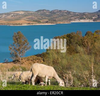 View across Guadalhorce dam, Malaga Province, Andalusia, Spain, farmland beyond. Embalse de Conde de Guadalorce. Sheep grazing. Stock Photo