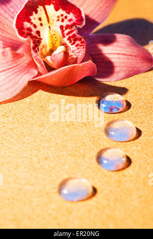 Pink orchid with dew drops on its petals close-up shot Stock Photo