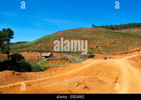 Dirt road through an agricultural landscape of newly planted coffee bushes in the Vietnamese central highlands. Stock Photo