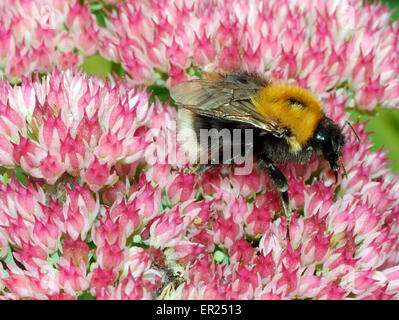 A Tree bumblebee  (Bombus hypnorum) collects nectar and pollen from a Sedum spectabile flower head  Bedgebury Forest, Kent, UK. Stock Photo