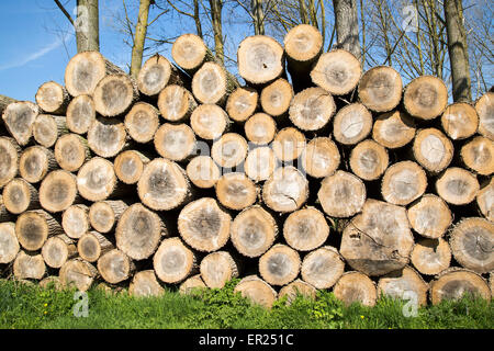 Stacked timber piled up, Sutton, Suffolk, England, UK Stock Photo