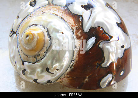 DEU, Germany, shell of a sea snail, partially polished.  DEU, Deutschland, Haus einer Meeresschnecke, teilweise poliert. Stock Photo