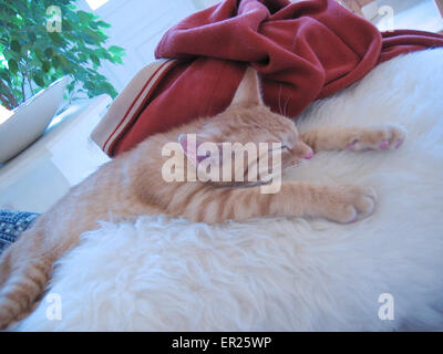 DEU, Germany, young sleeping cat.  DEU, Deutschland, junge schlafende Katze. Stock Photo