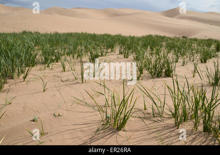 Wealthy grass on the Khongoryn sand dunes in the Gobi desert, Omnogovi province, Mongolia. Stock Photo