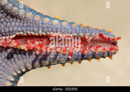 Close-up of a starfish tentacle, Zanzibar island Stock Photo