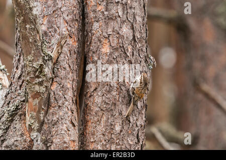 A common or Eurasian Tree Creeper, Certhia familiaris, close to it's nest but stationary on the bark of a pine tree. Stock Photo