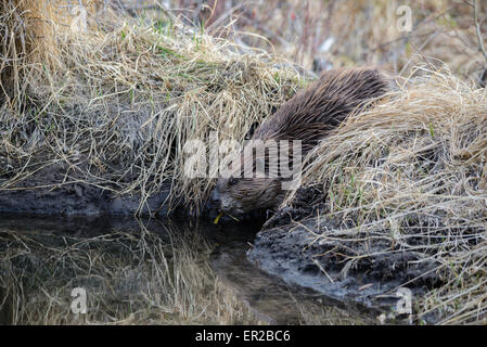 a beaver coming down the bank to the water Stock Photo