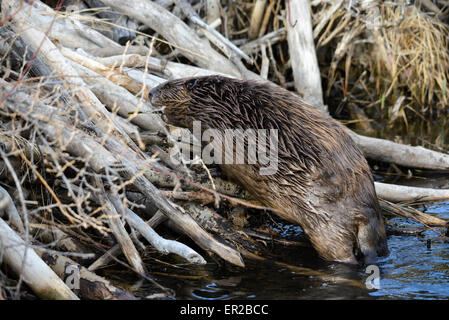 North american beaver climbing onto dam Stock Photo