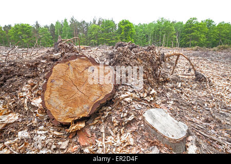 Tree stumps on felled forest, deforestation process. Stock Photo