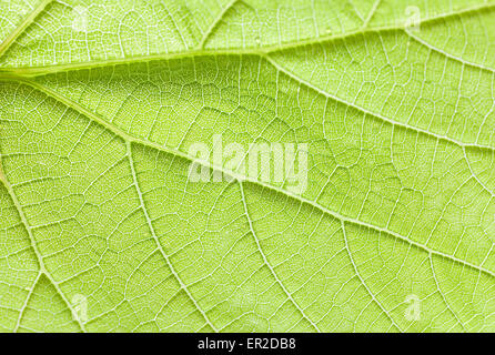 Green leaf close up, abstract texture or background. Stock Photo