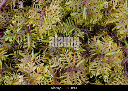 Moss details at the valley floor of the Romsdalen valley, Rauma kommune, Møre og Romsdal fylke, Norway. Stock Photo