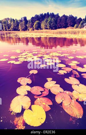 Vintage saturated picture of water lilies in a lake.