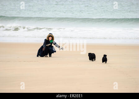 A woman welcomes two Scottish Terriers as they run towards her on a beach Stock Photo