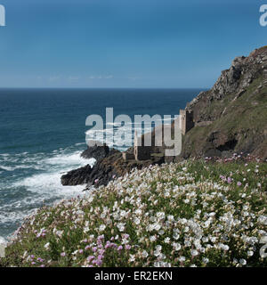 Cliffside flowers with Crown Mines, Botallack, Cornwall in the background. Stock Photo